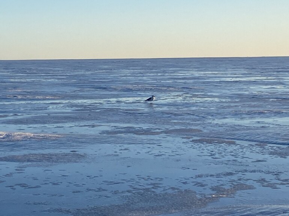 Аляску накрывает масштабный паводок из-за ледника Менденхолл и облака пепла