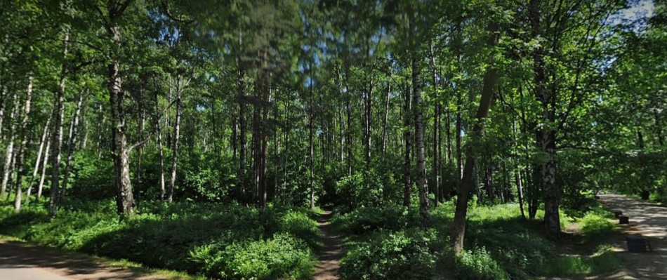 В Удельном парке Петербурга появились птенцы редкой камышницы благодаря уникальному природному ландшафту