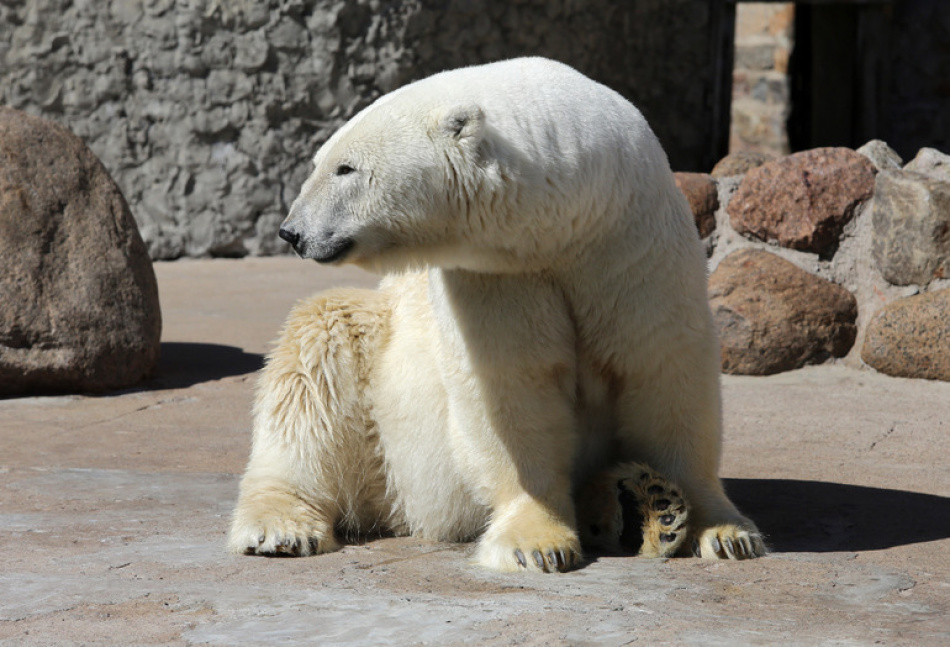 Белая медведица Хаарчаана устроила акробатическое шоу в Ленинградском зоопарке на юбилее