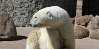 Белая медведица Хаарчаана устроила акробатическое шоу в Ленинградском зоопарке на юбилее