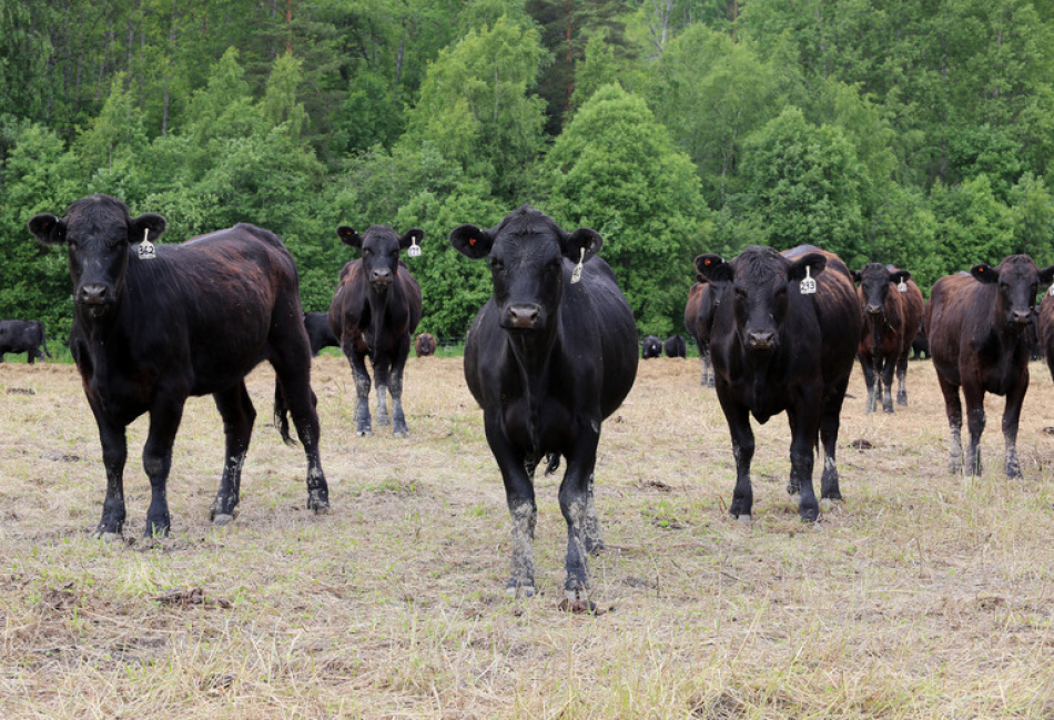 Датские ученые создали молочный белок без молока