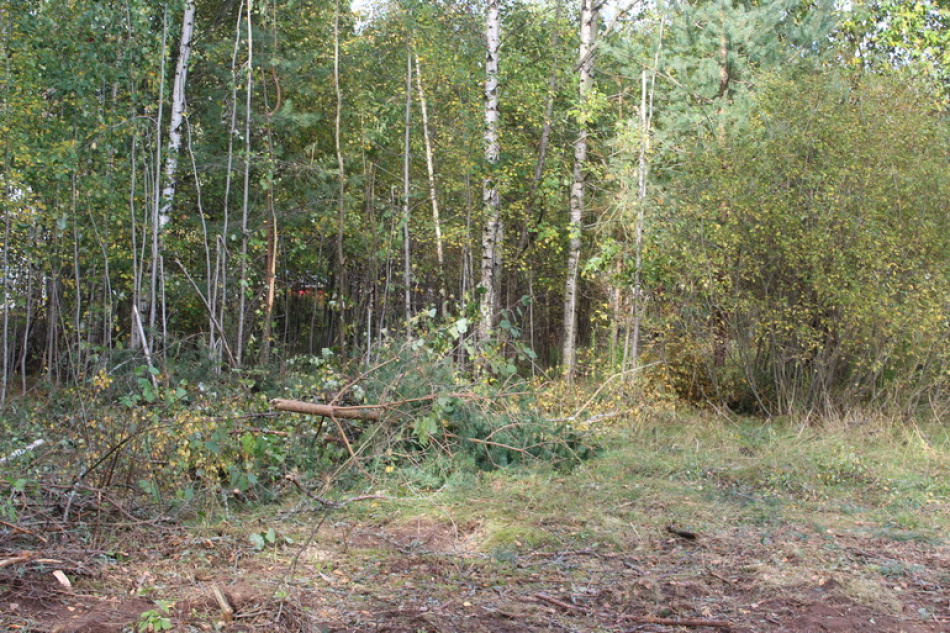 В лесах Тосненского района спасатели нашли троих детей