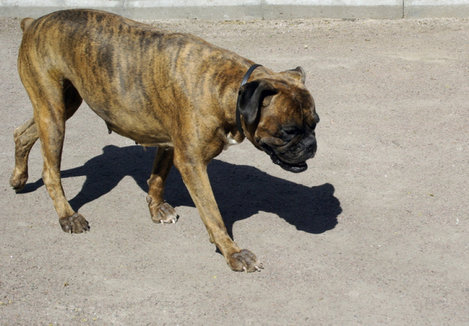 В Ленобласти волонтеры спасли собак из запертого дома после долгого отсутствия хозяйки