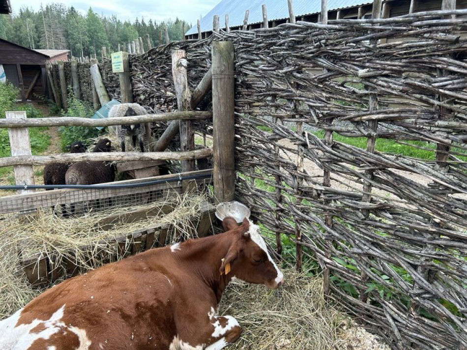 Две коровы прогулялись по Сосновому Бору и стали героями соцсетей Ленобласти