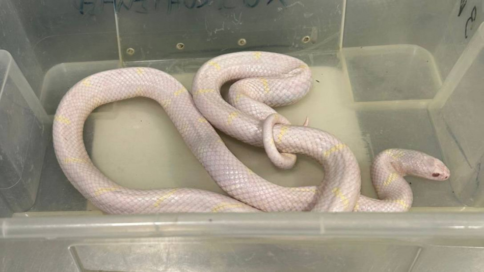 В Александровском парке Петербурга спасли змей, которых держали в неподходящих условиях