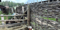Две коровы прогулялись по Сосновому Бору и стали героями соцсетей Ленобласти