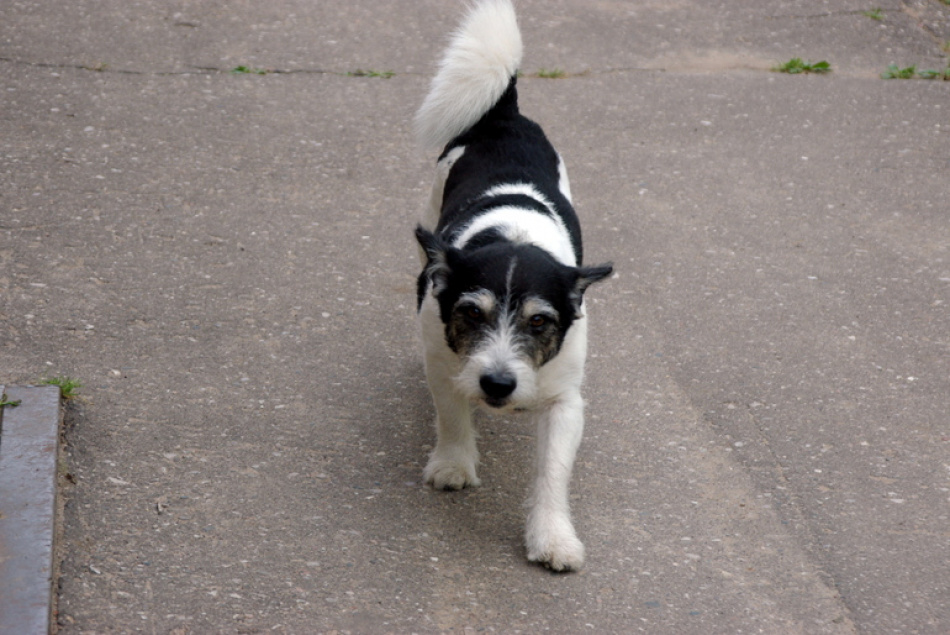 Владельцам собак напомнили о рисках необычного поведения питомцев