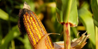 Петербуржцам рассказали о пользе кукурузы