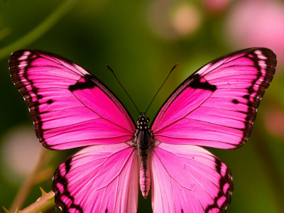 Фото Парк бабочек Фото Парк бабочек