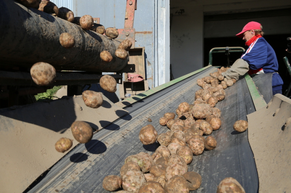 Российские фермеры теряют интерес к картофелю из-за обвала цен