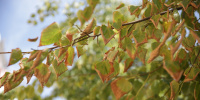 Вторая декада августа в Петербурге: мало дождей, много солнца и прохлада