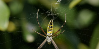Ядовитые пауки с юга России замечены на дачных участках Петербурга