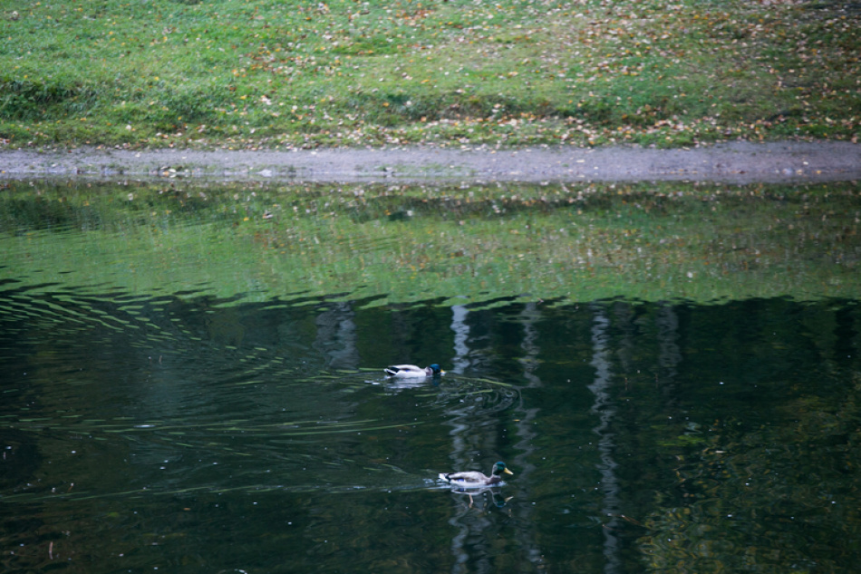 В Тосненском районе из пруда в поселке Радофинниково спасатели извлекли тело погибшего мужчины