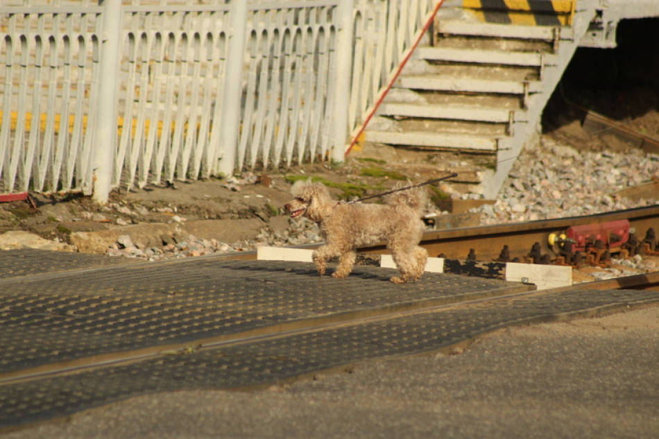 На 250 тысяч рублей оштрафовали РЖД за небезопасную эксплуатацию путей в Ленобласти