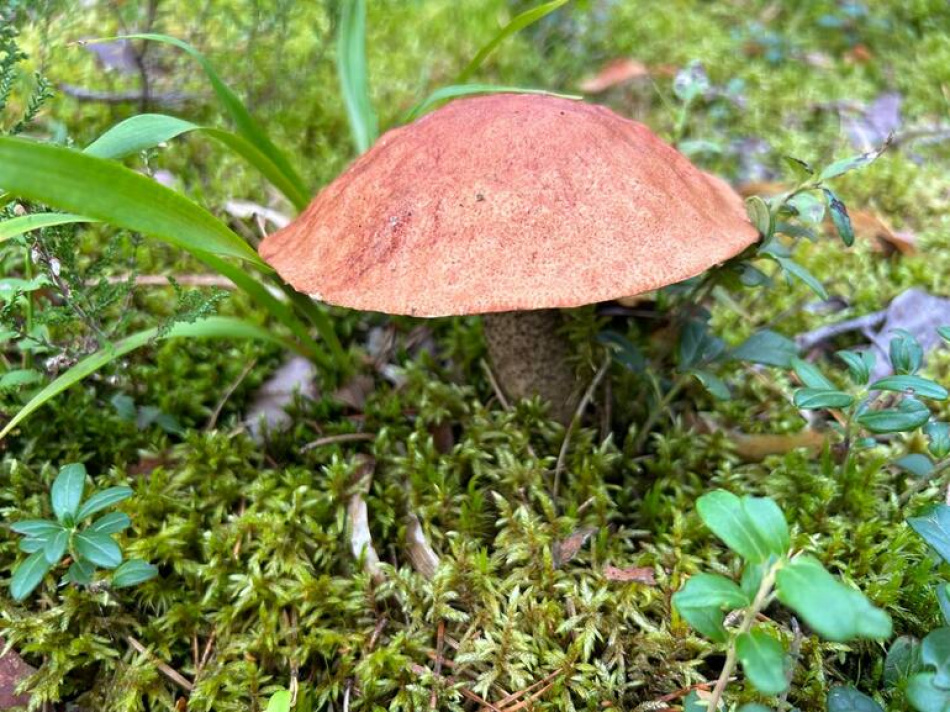 Редкий гигантский гриб обнаружен на Камчатке, а в Петербурге его уже встречали