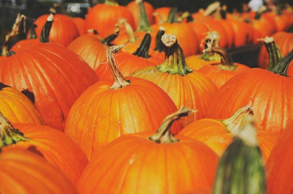 Тайную грядку тыквы обнаружили во дворе знаменитого дома на Моховой улице