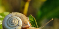 В Новой Зеландии объявили поиски редкой улитки с необычной спиралью для создания пары