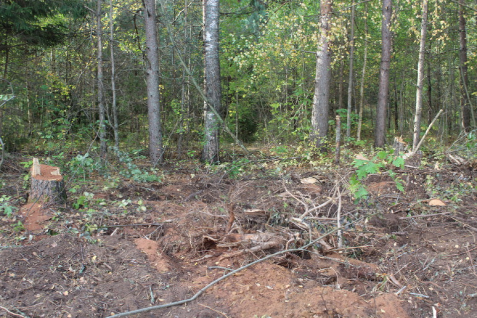 В Ленобласти предъявили обвинение второму фигуранту дела об убийстве в лесу 16-летней давности