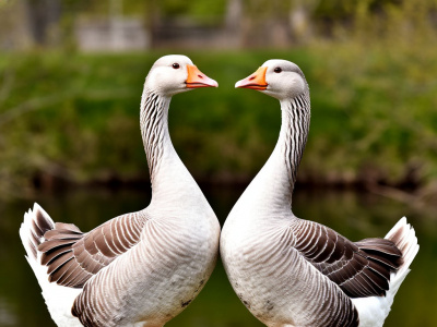 Фото Спектакль Два весёлых гуся
