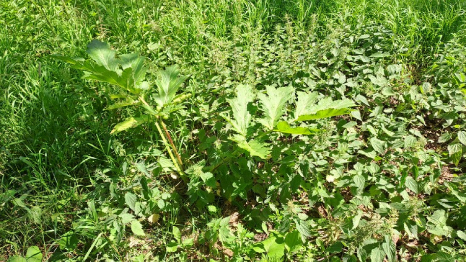 В Петербурге создали препарат для борьбы с борщевиком без вреда для леса