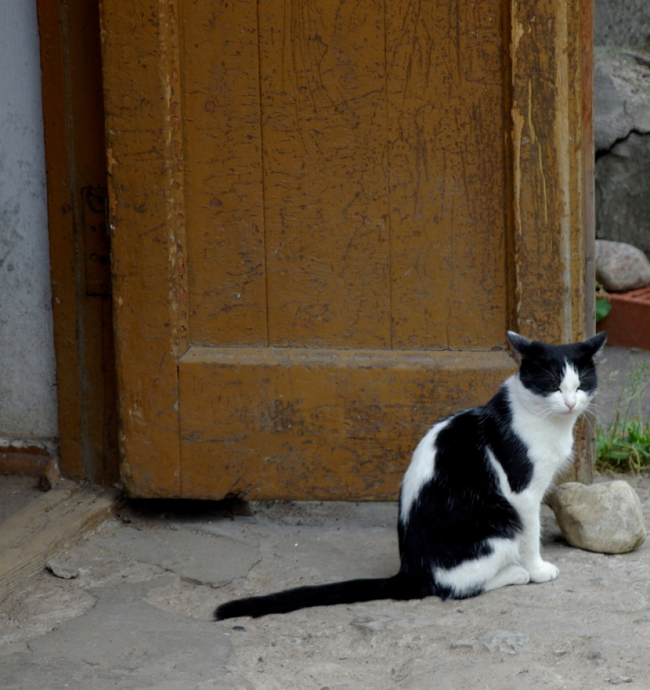 Петербургские спасатели провели операцию по вызволению кота из высотной ловушки