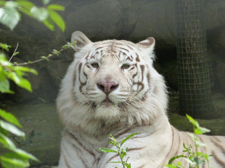 Редкие снимки Амурского края покажут на выставке в Росфото