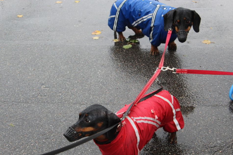 Парад такс в костюмах прошел в сквере на Васильевском острове
