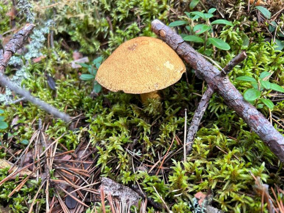 Как обезопасить себя при сборе и приготовлении грибов в Петербурге