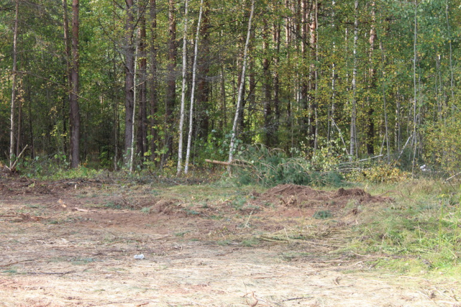 В лесу под Гатчиной спасатели пришли на помощь женщине с собаками