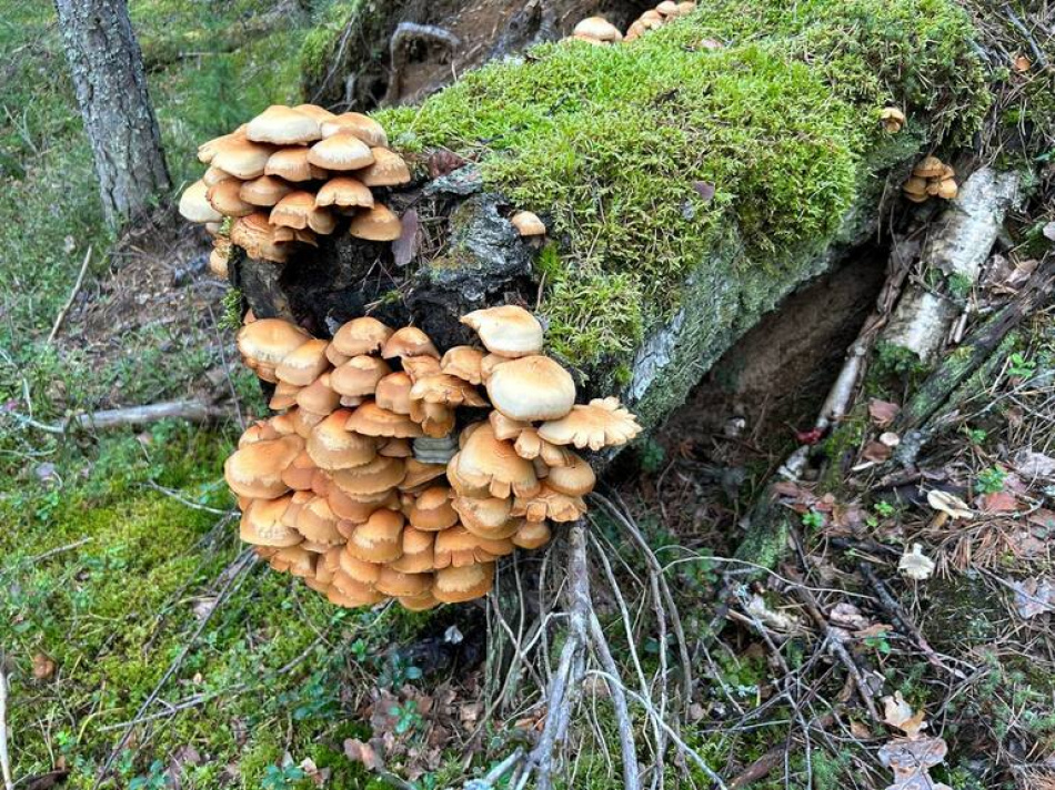 Какие грибы не стоит добавлять в суп чтобы не навредить здоровью