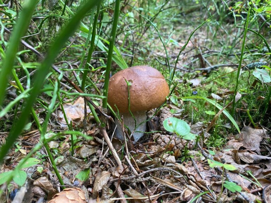 В Удельном парке одновременно нашли белый гриб и весенний цветок