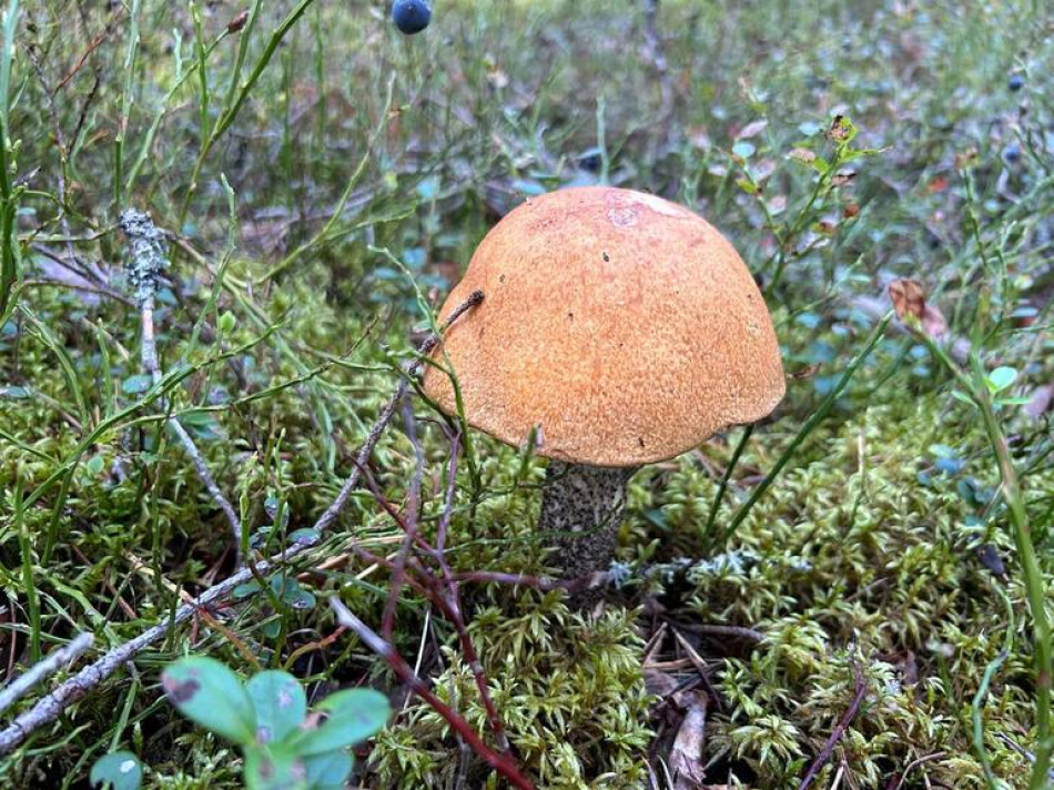 Три проверенных способа вернуться из леса с богатым грибным урожаем