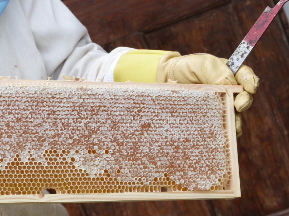 Эксперт Якубович указал на слабые места инициативы о пестицидах