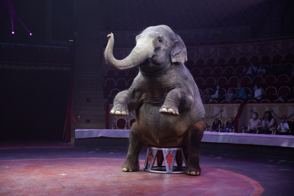 Гран-при циркового фестиваля в Петербурге уехал в КНДР