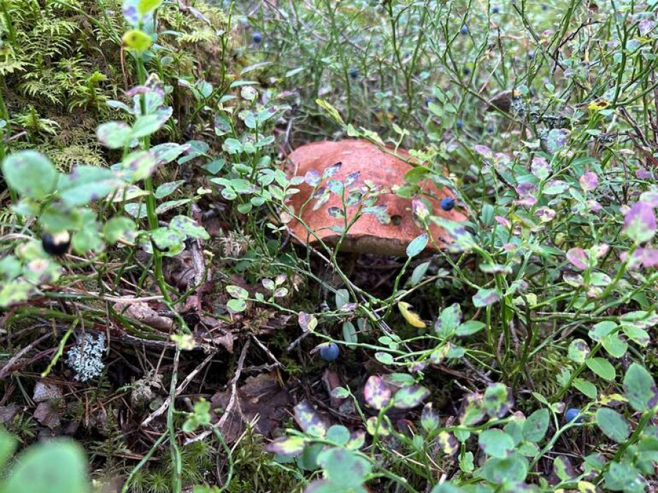 Петербуржцам рассказали, какие виды грибов можно солить вместе и как их сочетать