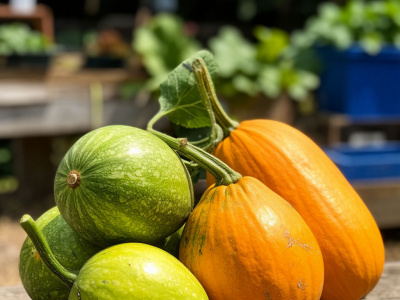 Фото Акция Кабачковый своп Фото Акция Кабачковый своп