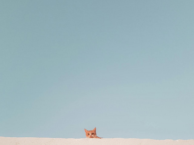 Фото Спектакль Кот Котофеич и Чудо-дерево