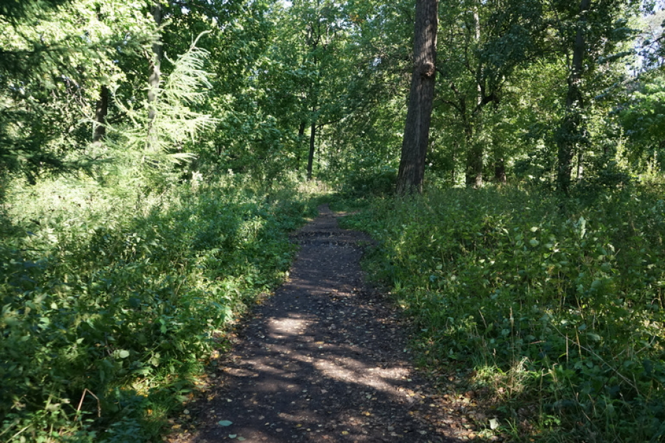 Глухарь во Всеволожском районе спутал осень с весной и удивил самок