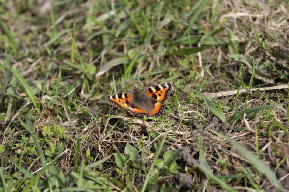Редкая бабочка с длинным хоботком замечена в Петербурге