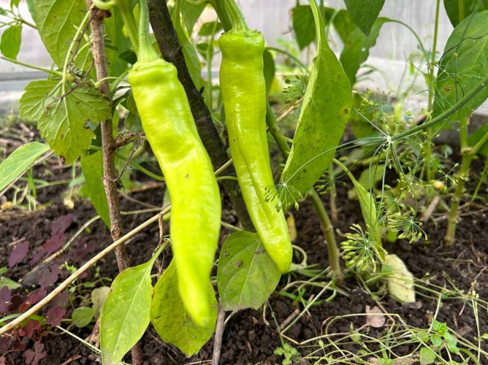 Как избежать главной ошибки при приготовлении горохового супа дома