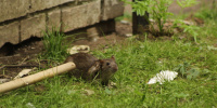 Петербуржцам рассказали, как подготовить дачу к зиме и избежать нашествия грызунов