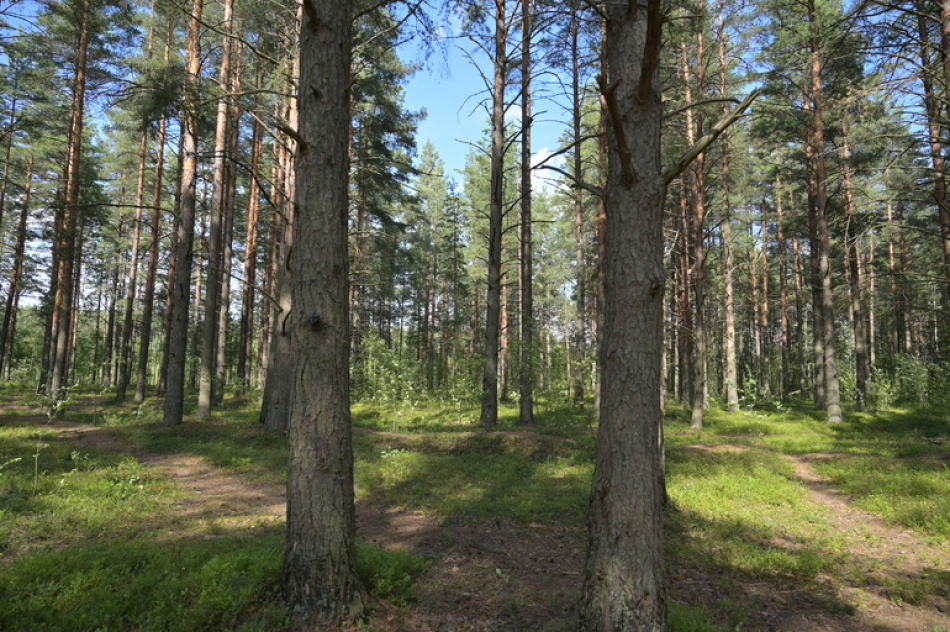 Всероссийский массовый забег прошел в заказнике Озеро Щучье под Петербургом