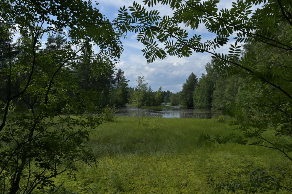 В лесах Приозерского района спасли заблудившегося мужчину после поисковой операции