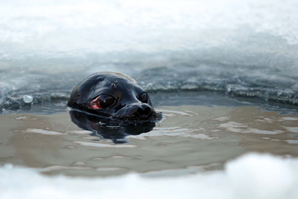 Эксперты помогают ладожской нерпе Крошику учиться быть дикой