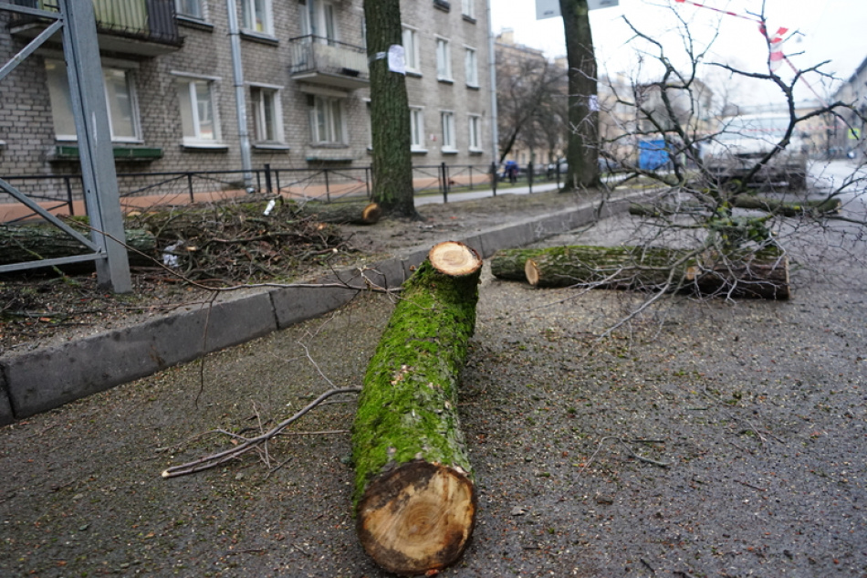 В Приозерском районе спасатели расчистили лесную дорогу от завалов из упавших деревьев