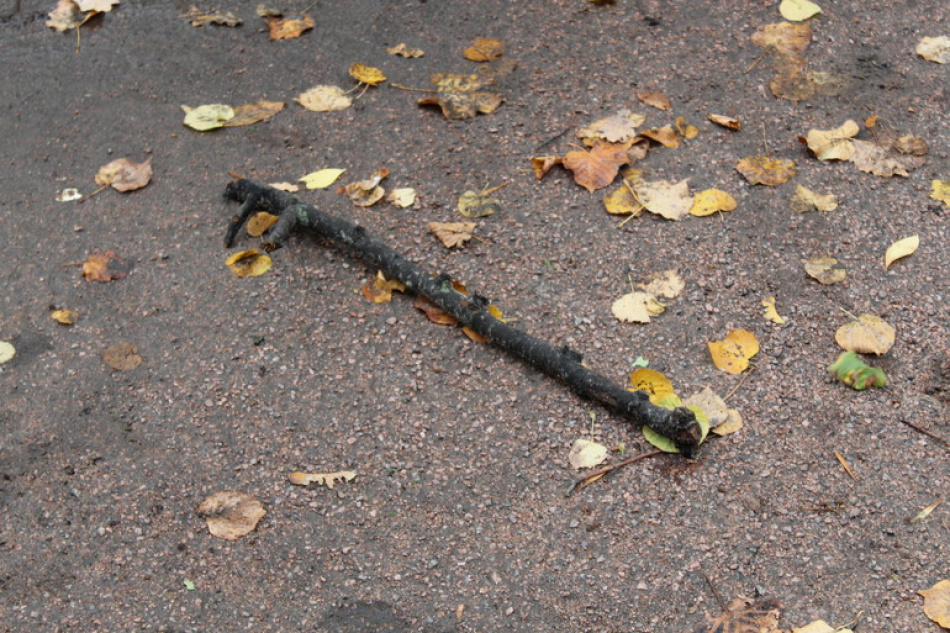 Когда откроют Купчинский и Федоровский скверы после ремонта