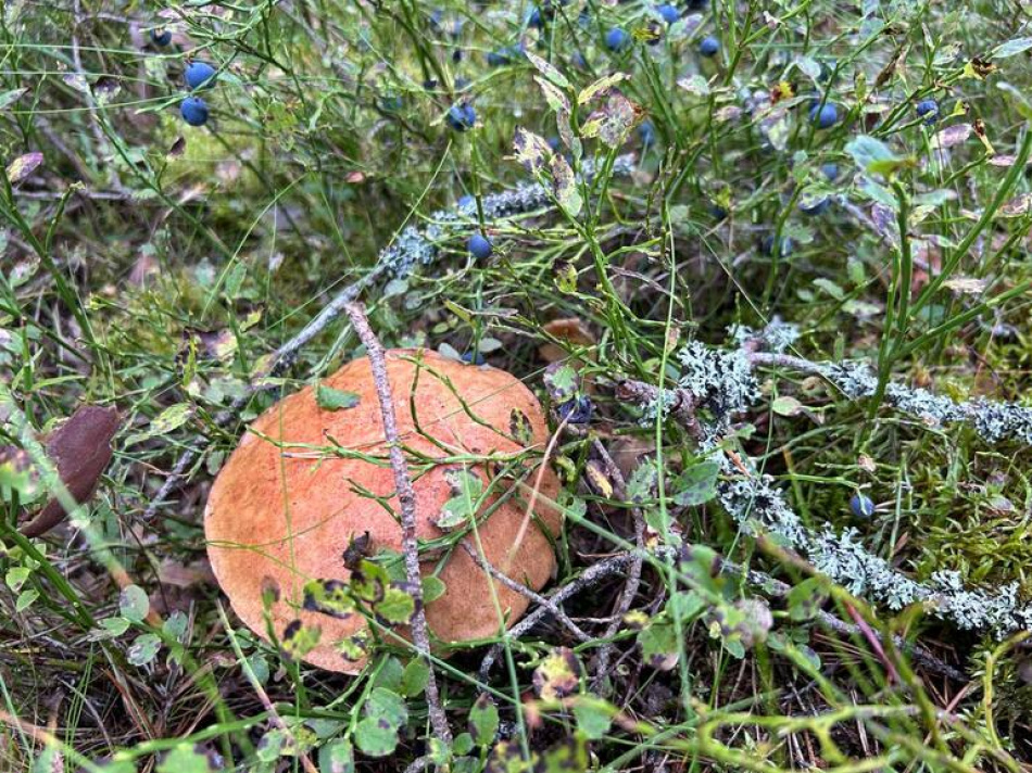 Любителям грибов напомнили о штрафах за сбор на частных участках