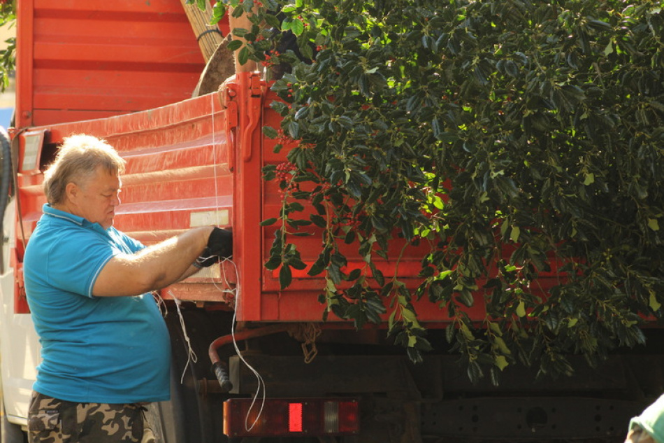 Осенью 2025 года в Петербурге появятся тысячи новых деревьев и кустарников