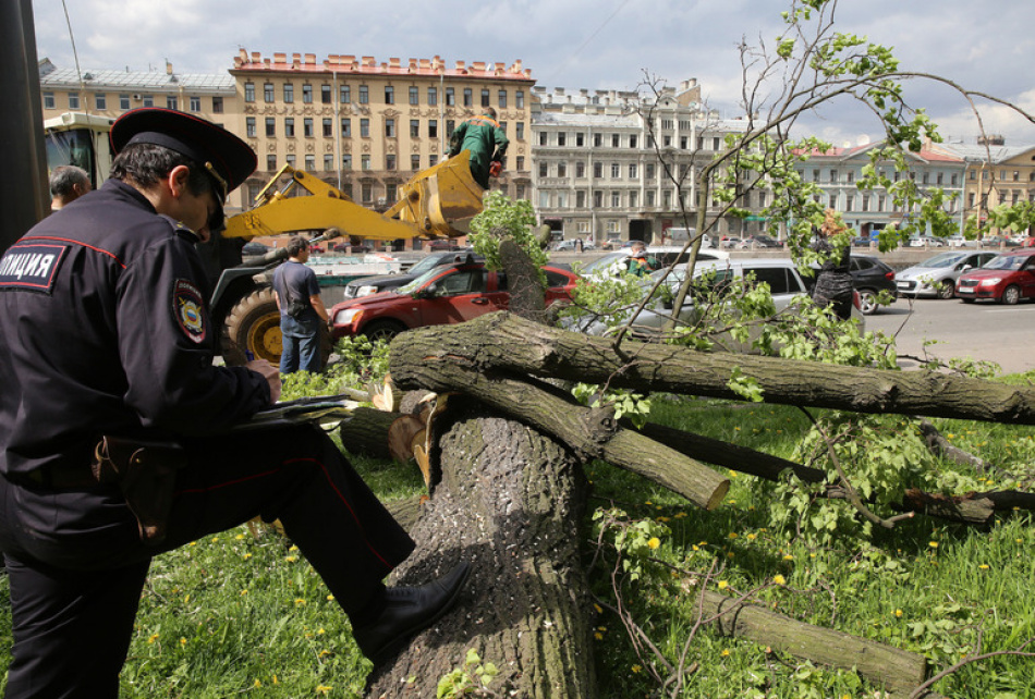 Невский район стал лидером по падению деревьев после шторма в Петербурге