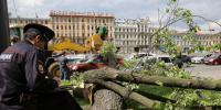 Невский район стал лидером по падению деревьев после шторма в Петербурге